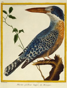 Giant Kingfisher (Megaceryle maxima)