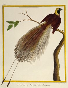 Greater Bird-of-Paradise (Paradisaea apoda) by Francois Nicolas Martinet