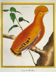 Guianan Cock-of-the-rock (Rupicola rupicola) by Francois Nicolas Martinet
