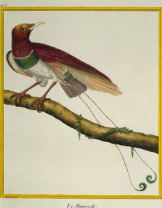 King bird-of-paradise (Cicinnurus regius), from the Histoire naturelle des oiseaux