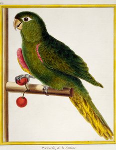 Red-shouldered Macaw (Diopsittaca nobilis)