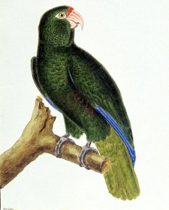 Santo Domingo parrot