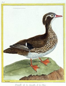 Chinese Teal. Engraving by Francois Nicolas Martinet in: Histoire naturelle des oiseaux, by Georges Louis Leclerc de Buffon, France, c.1777 (colour engraving)