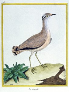 Cream Coloured Courser