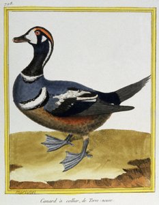 Duck from Newfoundland