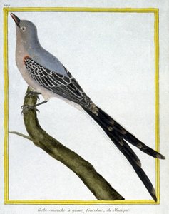 Flycatcher of Mexico. Engraving by Francois Nicolas Martinet in: Histoire naturelle des oiseaux, by Georges Louis Leclerc de Buffon, France, c.1777