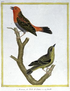 House Sparrow of Ile de France. Engraving by Francois Nicolas Martinet in: Histoire naturelle des oiseaux, by Georges Louis Leclerc de Buffon, France, c.1777 (colour engraving) by Francois Nicolas Martinet