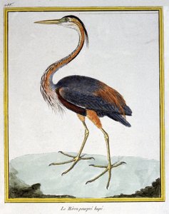 Purple Heron. Engraving by Francois Nicolas Martinet in: Histoire naturelle des oiseaux, by Georges Louis Leclerc de Buffon, France, c.1777