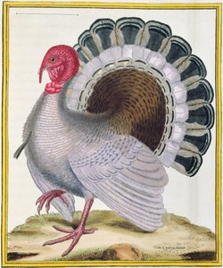 Turkey, from 