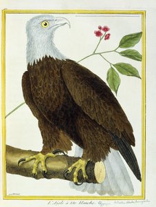 White-headed Eagle