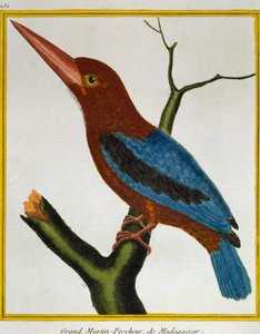 White-throated Kingfisher