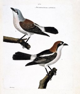 Zoological chart (ornithology): Bottom: the redhead grieche or grieche a redhead head (lanius senator) and its female (grieche ecorcheur or lanius collurio) on the upper branch