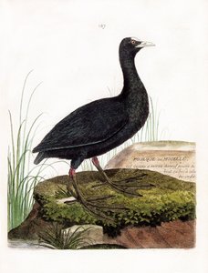 Zoological Chart (Ornithology): Coot or Moselle (Macroule Cot or Fulica Atra). Illustration in 