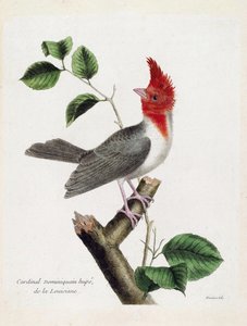 Zoological Chart (Ornithology): Dominican Cardinal Hupe (Parare Huppe or Paroaria Coronata) on a Branch. Illustration in 