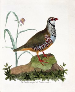 Zoological chart (ornithology): La partridge rouge de France, male (red partridge or alectoris rufa). Illustration in 