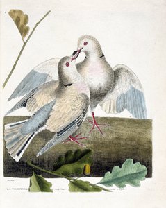 Zoological chart (ornithology): The necked dove. Illustration in 