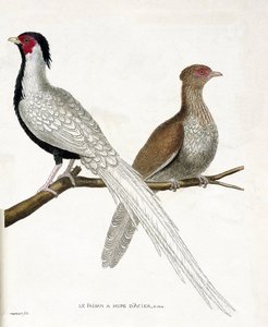 Zoological chart (ornithology): The pheasant has a Chinese steel hupe and its female (silver pheasant or Lophura nycthemera) on a branch. Illustration in 