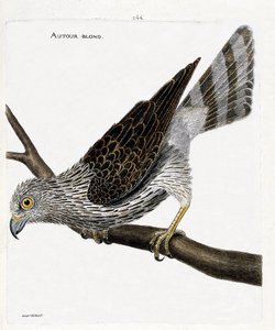 Zoological chart (ornithology): around blond on a branch. Illustration in 