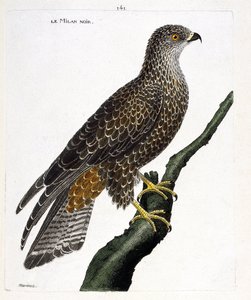 Zoological chart (ornithology): black milvus migrans on a branch. Illustration in 