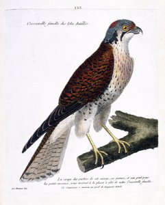Zoological chart (ornithology): female cress of the Caribbean islands (American crecerella or falco sparverius) on a branch. Illustration in “The History of the Birds, Painted in Their Appearing and Sensitive Aspects”