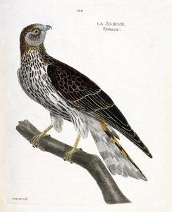 Zoological chart (ornithology): female soubuse (busard saint martin or circus cyaneus) on a branch. Illustration in 