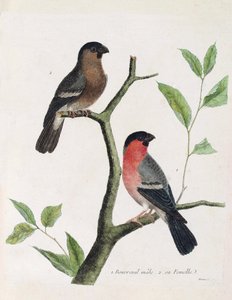 Zoological Chart (Ornithology): From Bottom to Top: Male and Female Bouvreil (Peony Bouvreil or Pyrrhula Pyrrhula) on a Branch. Illustration in The History of the Birds, Painted in Their Appearing and Sensitive Aspects by Francois Nicolas Martinet (1731