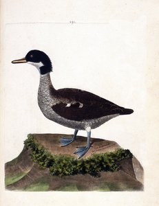 Zoological chart (ornithology): java teal. Illustration in 