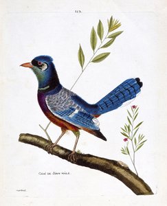 Zoological chart (ornithology): male siam jay (blue jay or cyanocitta cristata) on a branch. Illustration in “The History of the Birds, Painted in Their Appearing and Sensitive Aspects” by Francois Nicolas Martinet