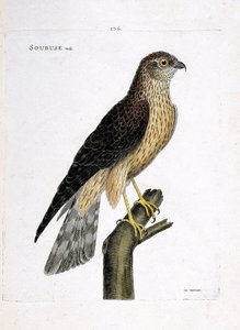 Zoological chart (ornithology): male soubuse (busard saint martin or circus cyaneus) on a branch. Illustration in 