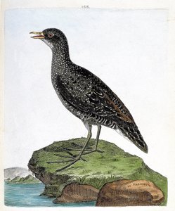 Zoological chart (ornithology): spot marouette or porzana porzana. Illustration in 