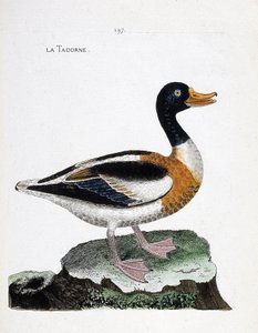 Zoological Chart (Ornithology): Tadorne (Tadorne de Belon or Tadorna Tadorna). Illustration in 