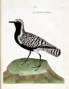 Zoological chart (ornithology): the Swiss lamb (silver plover or pluvialis squatarola). Illustration in 