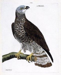 Zoological chart (ornithology): the bondree on a branch. Illustration in 