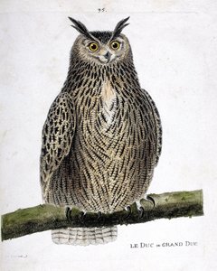 Zoological chart (ornithology): the duke or grand duke (grand duke or bubo bubo) on a branch. Illustration in 