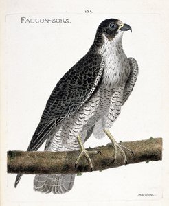 Zoological chart (ornithology): the falcon comes out or falcon out (pelerine falcon or falco peregrinus) on a branch. Illustration in 