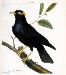 Zoological chart (ornithology): the mainate (religious mainate or gracula religiosa) on a branch. Illustration in 