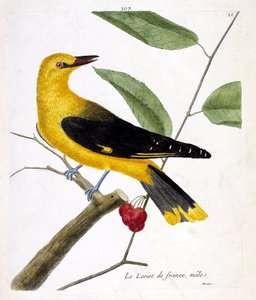 Zoological chart (ornithology): the male French loriot on a branch. Illustration in 