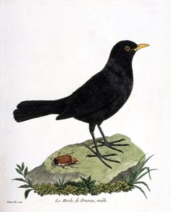Zoological chart (ornithology): the male blackbird (black blackbird or turdus merula). Illustration in 