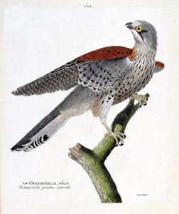 Zoological chart (ornithology): the male watercress (hawk hawk or falco tinnunculus) on a branch. Illustration in 