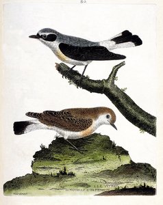 Zoological chart (ornithology): the vitrec (or motous) on the branch and its female (mottous stalk or oenanth). Illustration in 
