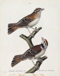 Zoological chart (ornithology): the wood sparrow or the relief and its female. Illustration in 