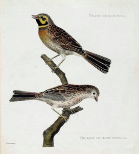 Zoological chart (ornithology): top to bottom: Male and female Hague Sparrows (zizi or emberiza cirlus) on a branch. Illustration in 