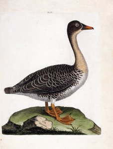 Zoological chart (ornithology): wild goose (anser fabalis). Illustration in 