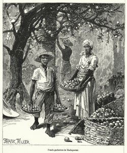 Peach-gatherers in Madagascar