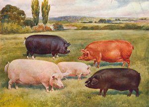 Breeds of pigs, c1902-c1910 by Frank Babbage