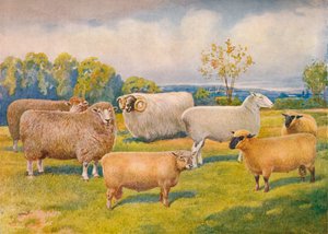 Breeds of sheep, c. 1902-1910 by Frank Babbage