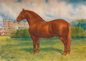 Suffolk Sire Prince Wedgwood by Frank Babbage