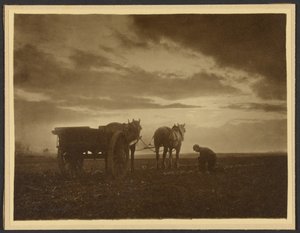 Among the Turnips by Frank Meadow Sutcliffe