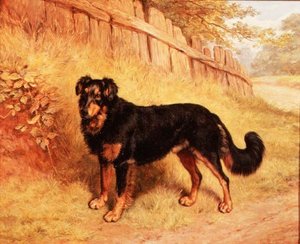Border Collie by Frank Paton