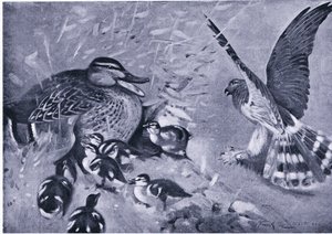 A near thing, Harrier and duck by Frank Southgate